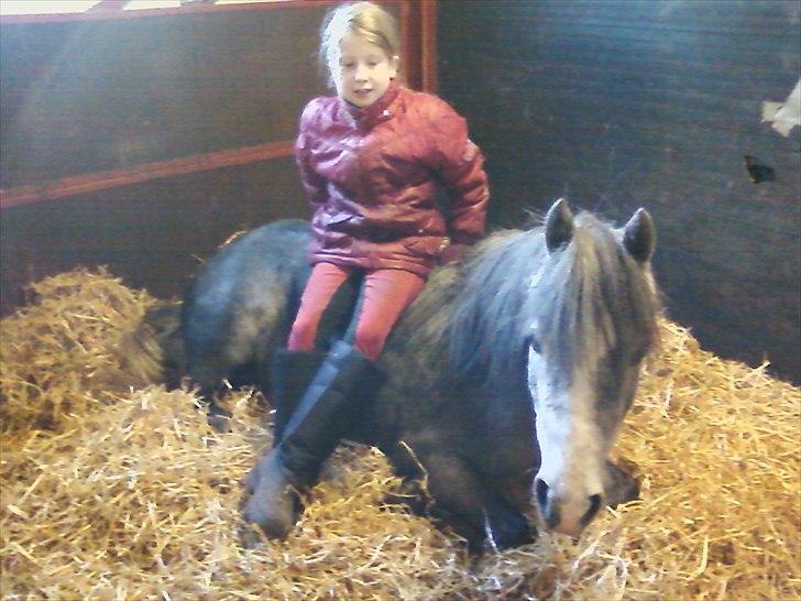 Welsh Mountain (sec A) Grandly's Afreja billede 15