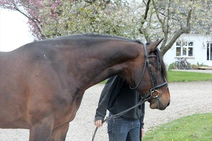 Oldenborg Malic Lilholm R.I.P - Han er min store bamse <3 Foto: Julie Erlang billede 2