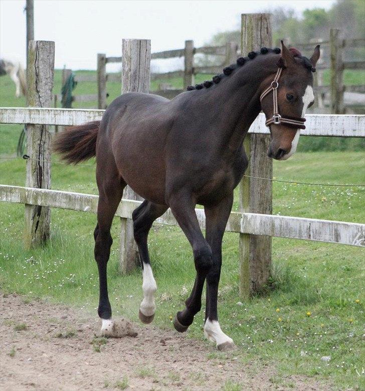 Dansk Varmblod Nørballes Manitoba-Legend - Han bliver en formidabel dressur hest! :) Foto: Julie Erlang billede 3