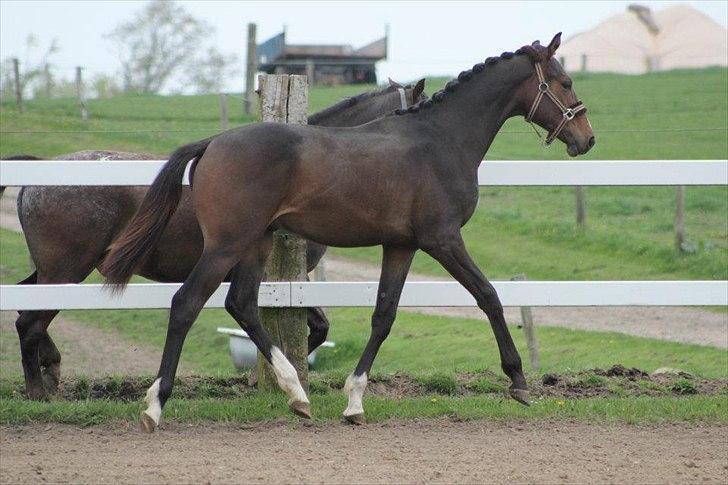 Dansk Varmblod Nørballes Manitoba-Legend - Foto: Julie Erlang billede 5