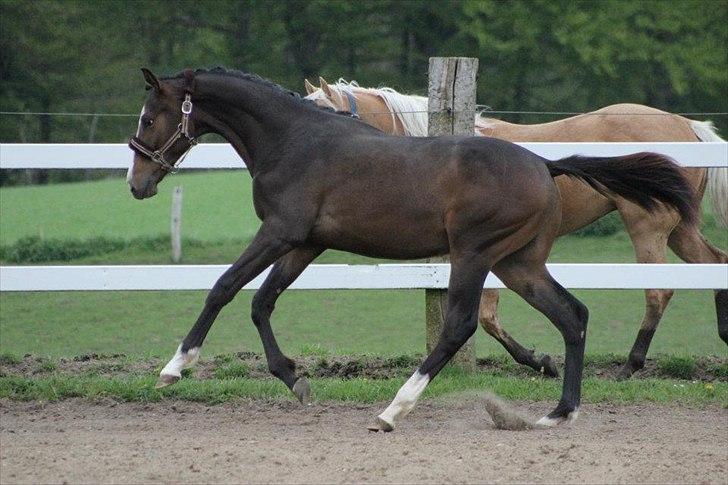 Dansk Varmblod Nørballes Manitoba-Legend - Talent og udstråling dét har han :) Foto: Julie Erlang billede 7