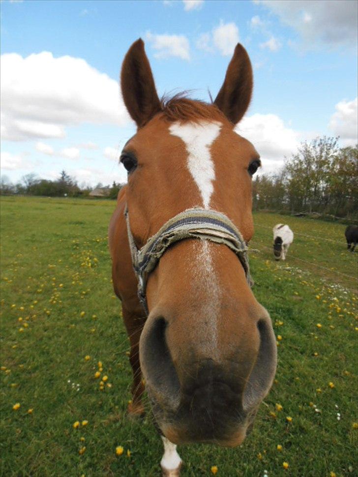 Anden særlig race ¬ DJAPPA THE HOT {Nadas} <3 [Min] - Herlig hest! 7 maj, 2012.<3 billede 7