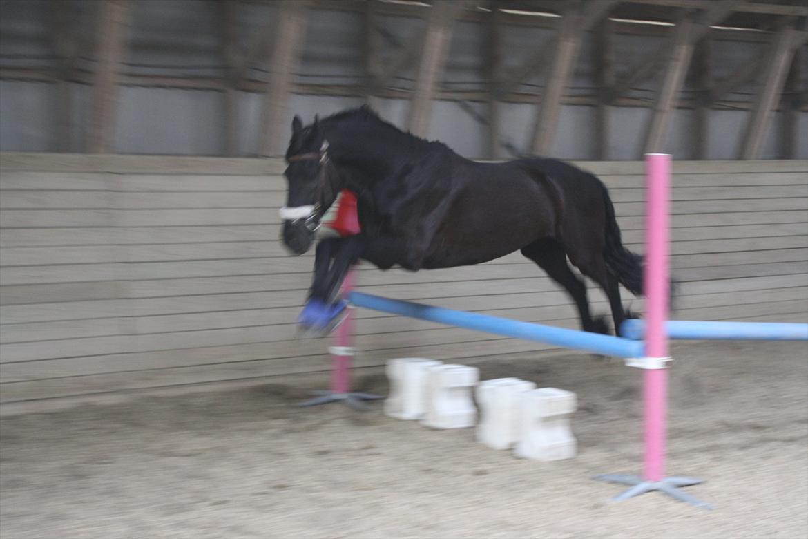 Frieser Luis - Foto: Joséphine Mertinitz billede 16