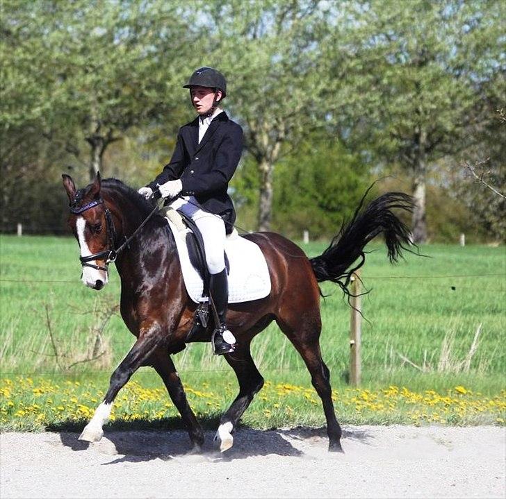 DSP Elmegaardens Don Juan billede 5
