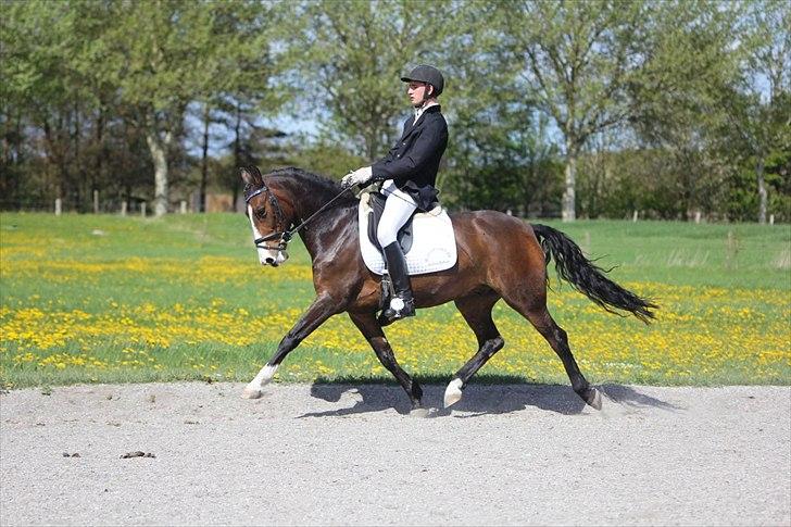 DSP Elmegaardens Don Juan billede 1