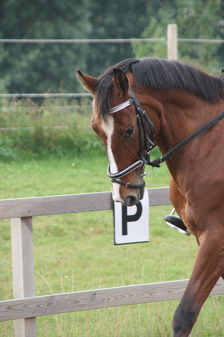 Dansk Varmblod enghaves madame chelsea billede 13