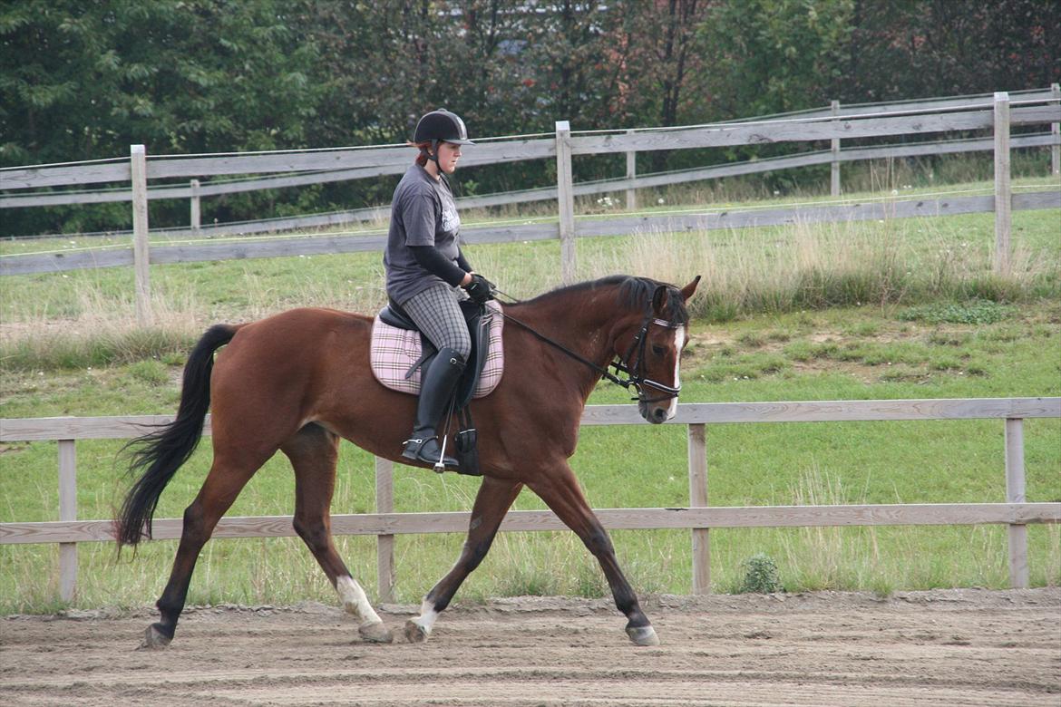 Dansk Varmblod enghaves madame chelsea billede 14