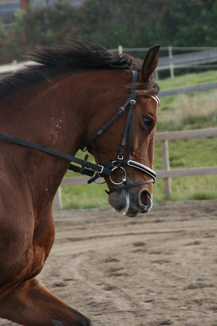 Dansk Varmblod enghaves madame chelsea - Hej og velkommen til min profil billede 1