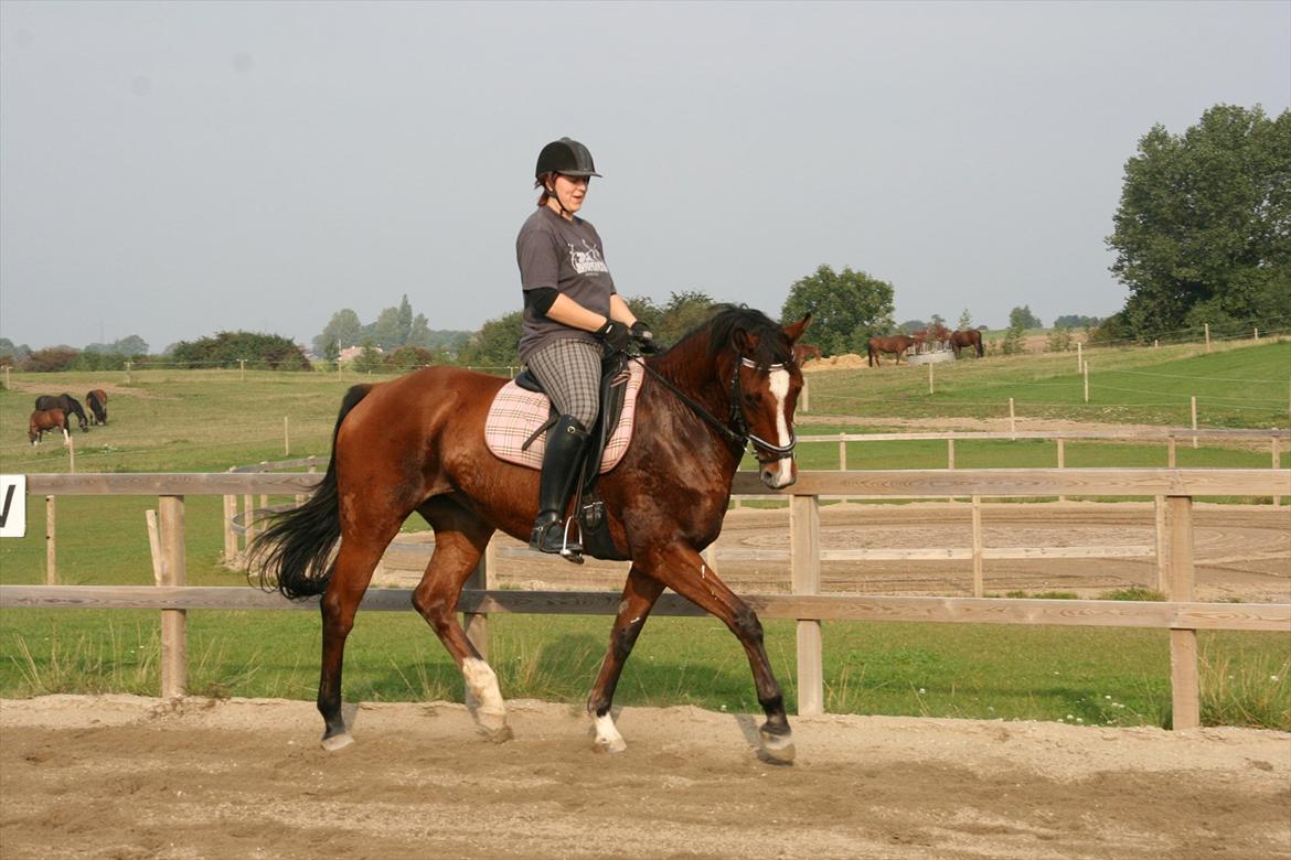 Dansk Varmblod enghaves madame chelsea - smuk-sakken billede 15