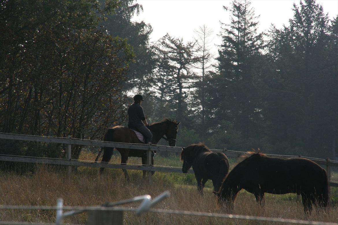 Dansk Varmblod enghaves madame chelsea billede 16