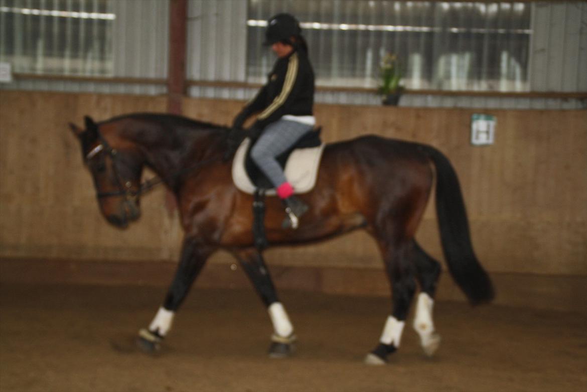 Oldenborg Markus af lundsager - Se hvor fint han går til bidet! billede 4