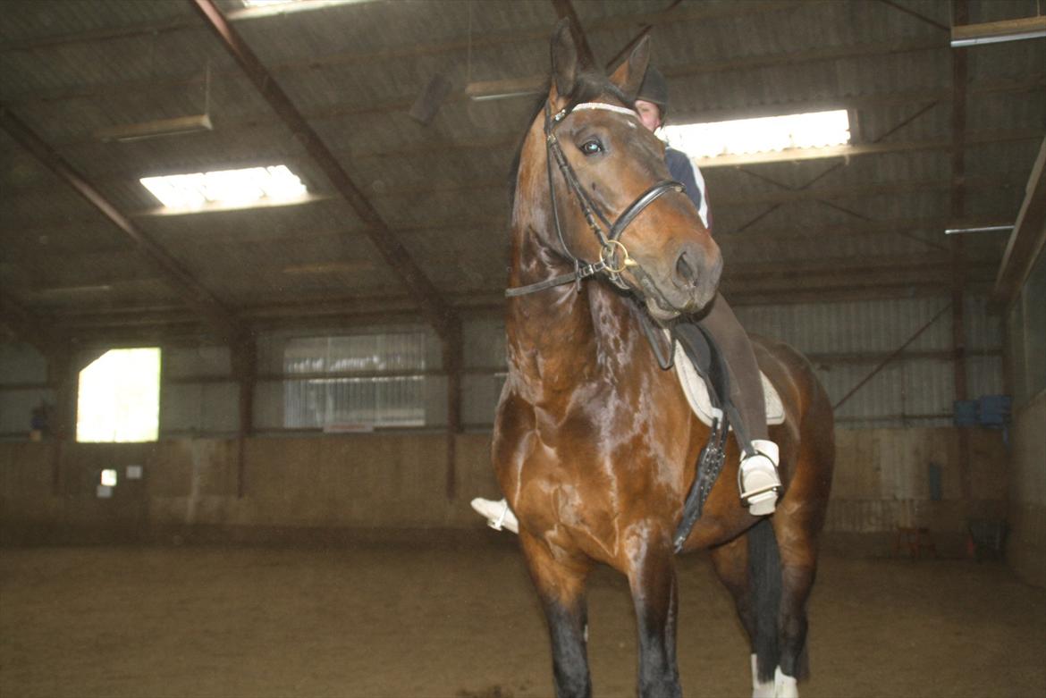 Oldenborg Markus af lundsager - Fin lille basse'dreng. billede 8