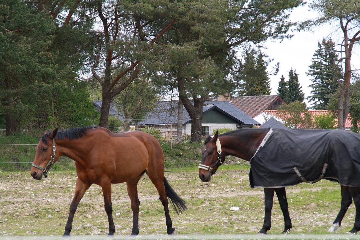 Oldenborg Markus af lundsager - På folden! billede 15
