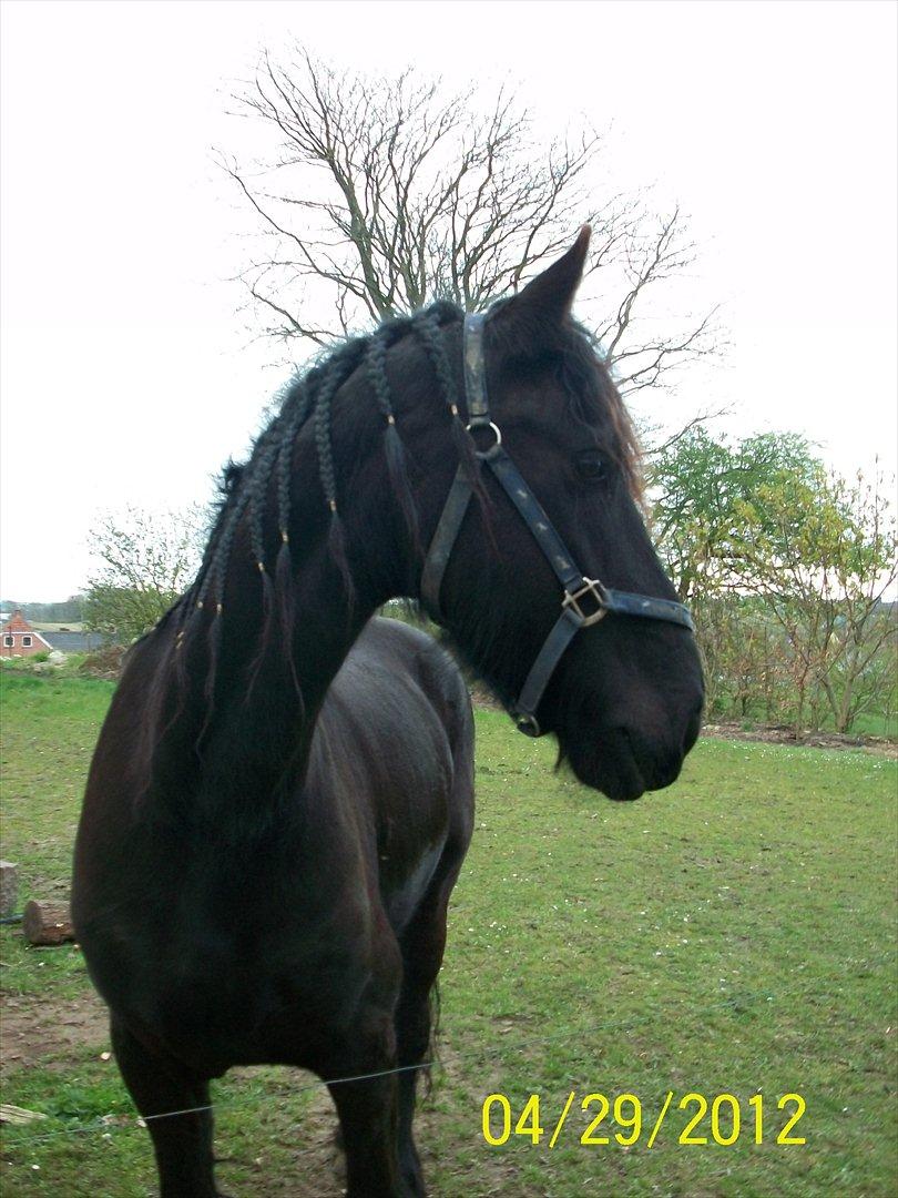 Frieser Balthazar (Bjarne) - Han ankom med fletninger billede 3