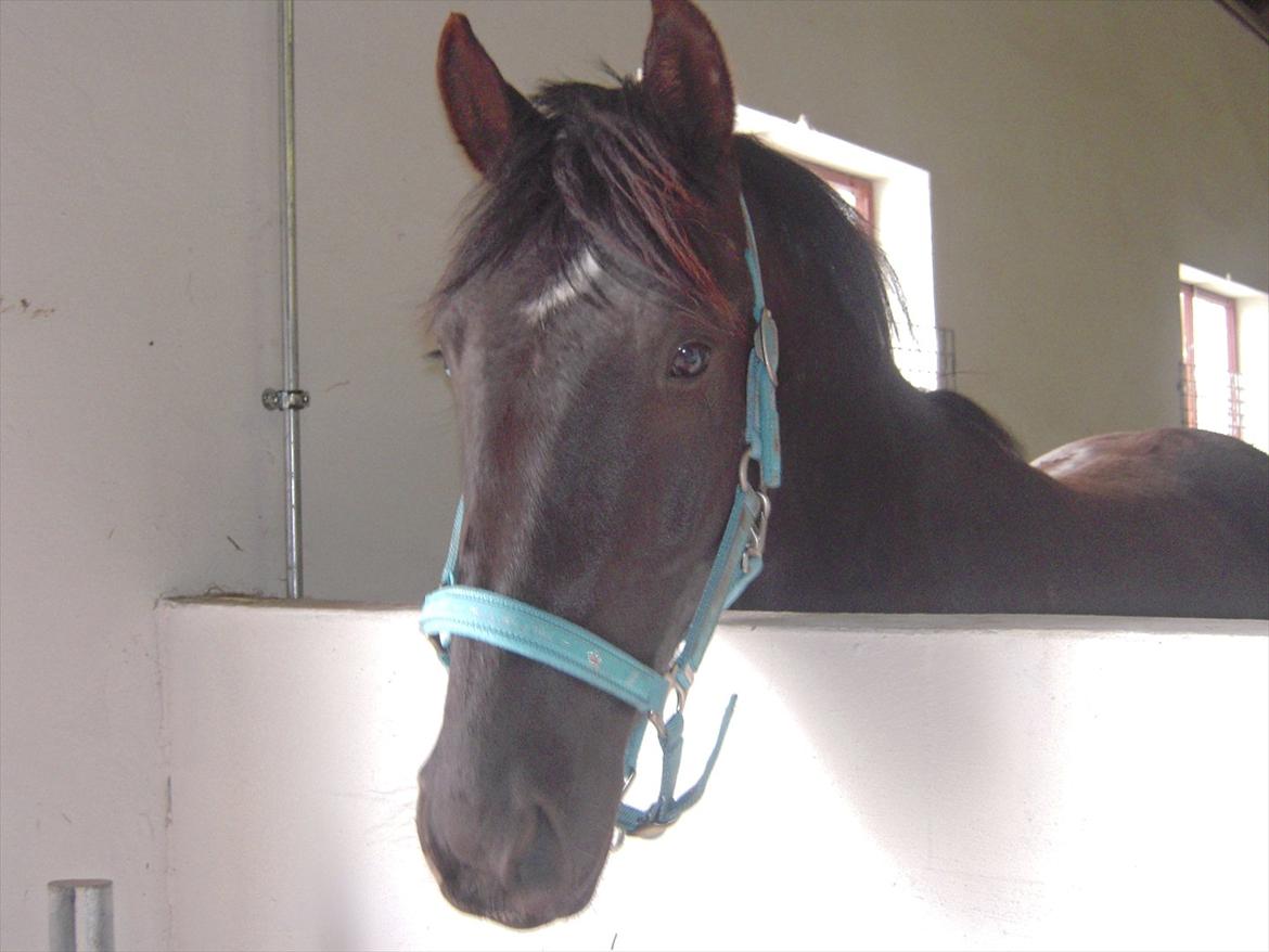 Anden særlig race Sir Lucifer - da vi hentede ham. billede 1