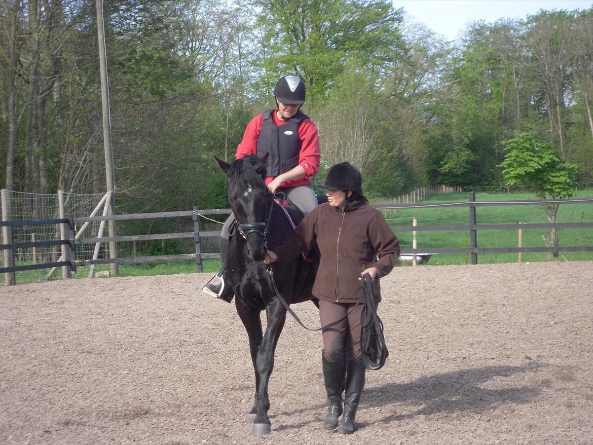 Anden særlig race Sir Lucifer billede 5