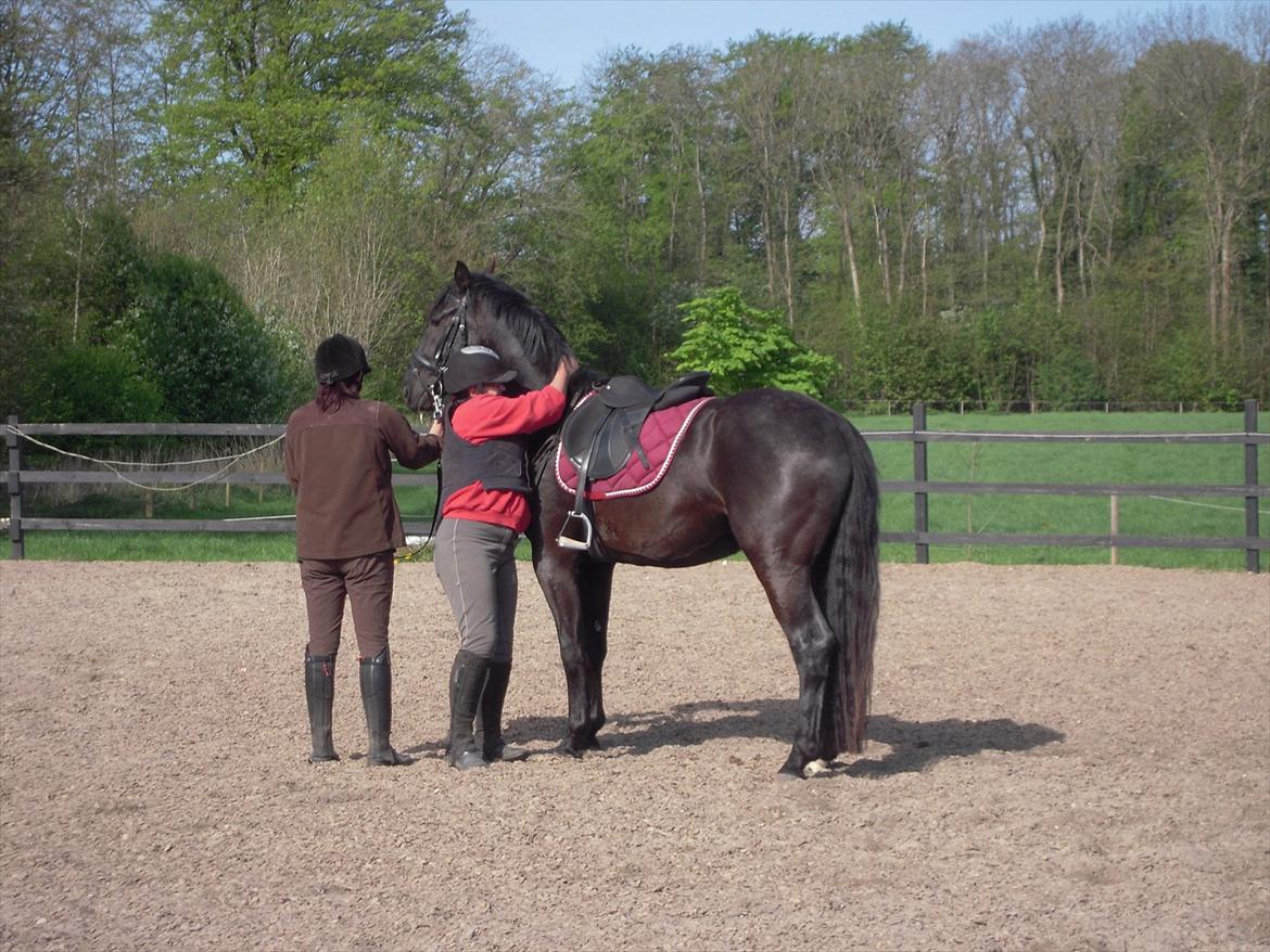 Anden særlig race Sir Lucifer - sikkert nede igen og stor krammer til den dejlige hyp billede 6