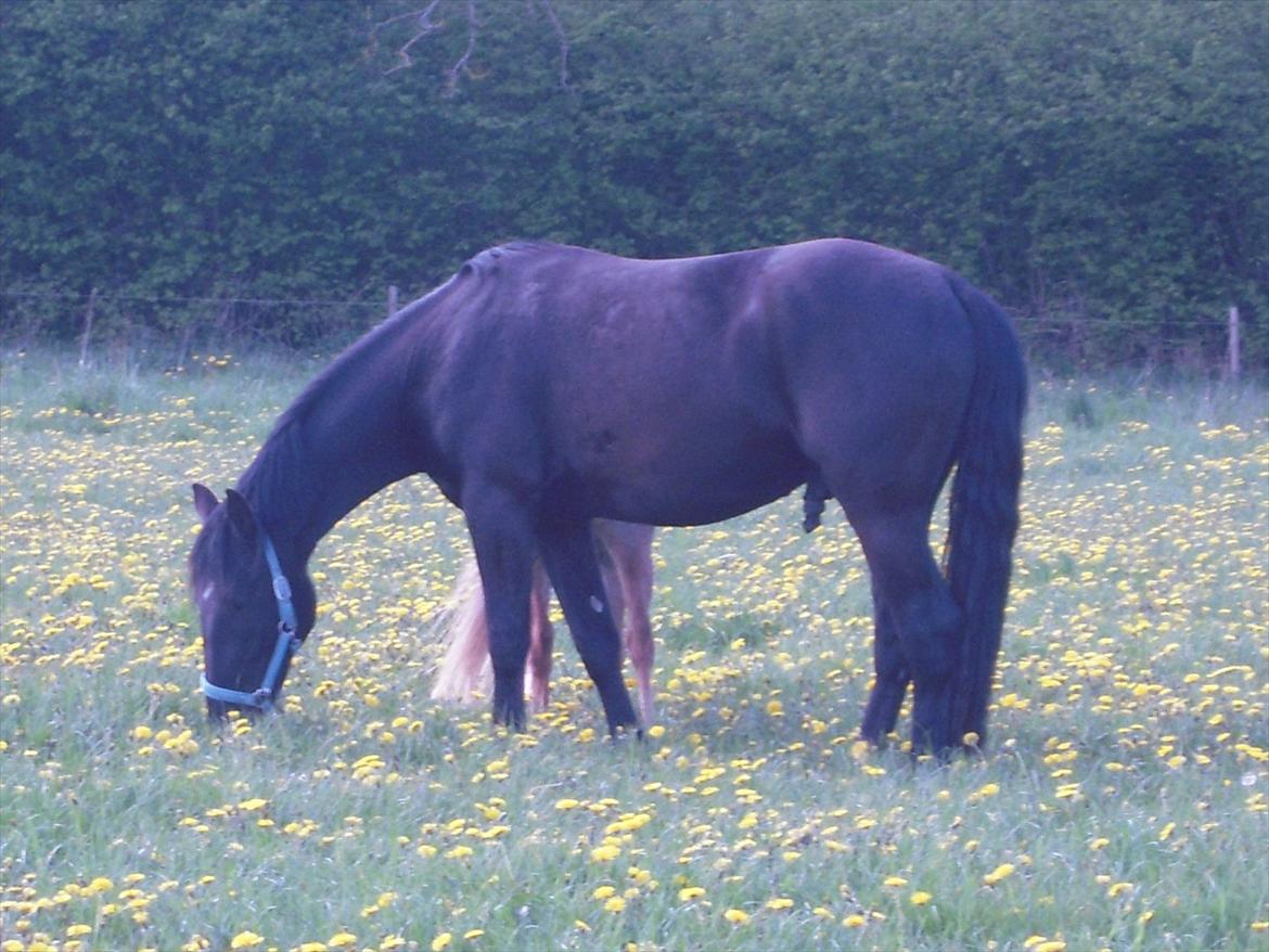 Anden særlig race Sir Lucifer billede 8