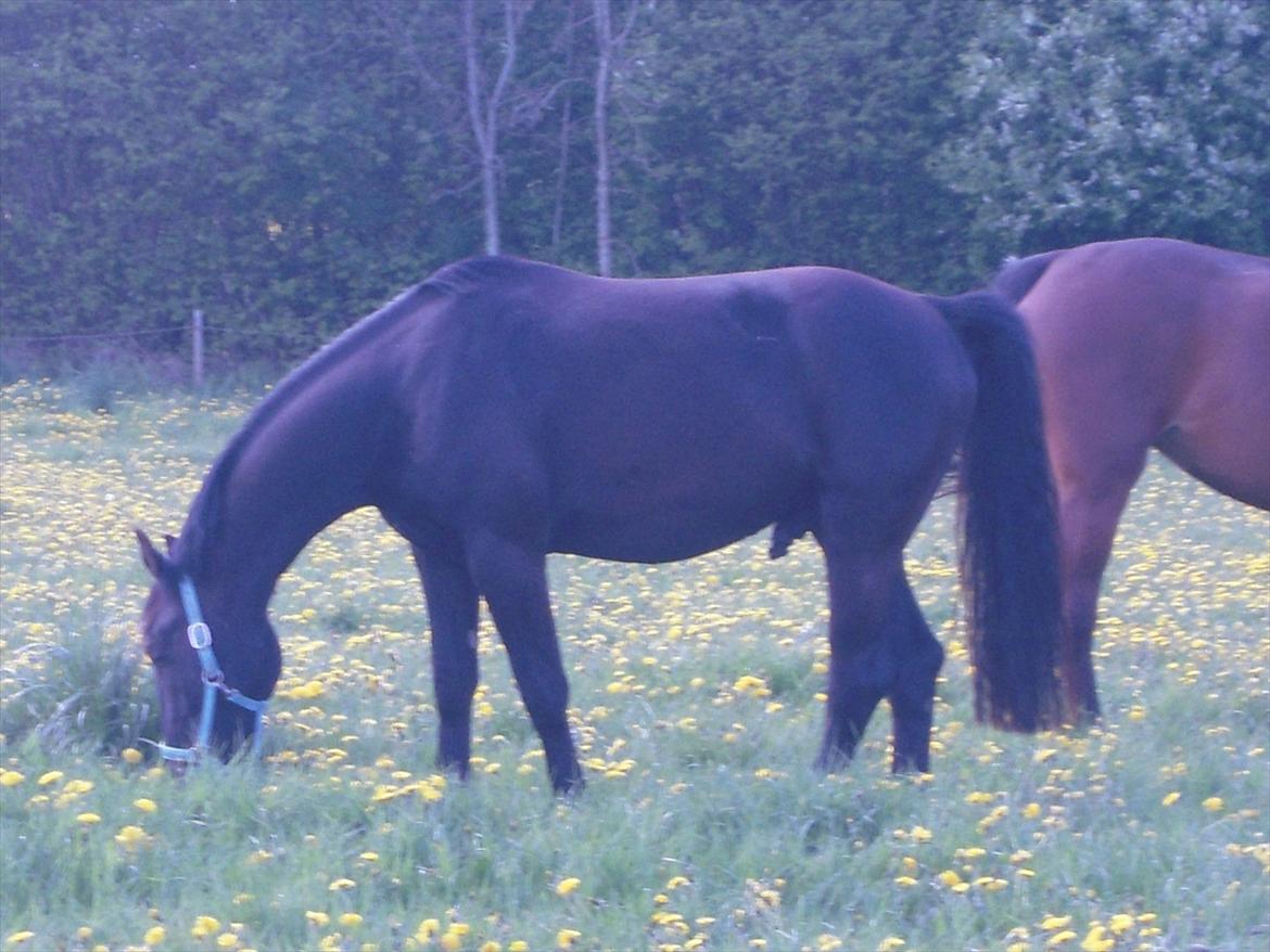 Anden særlig race Sir Lucifer billede 9