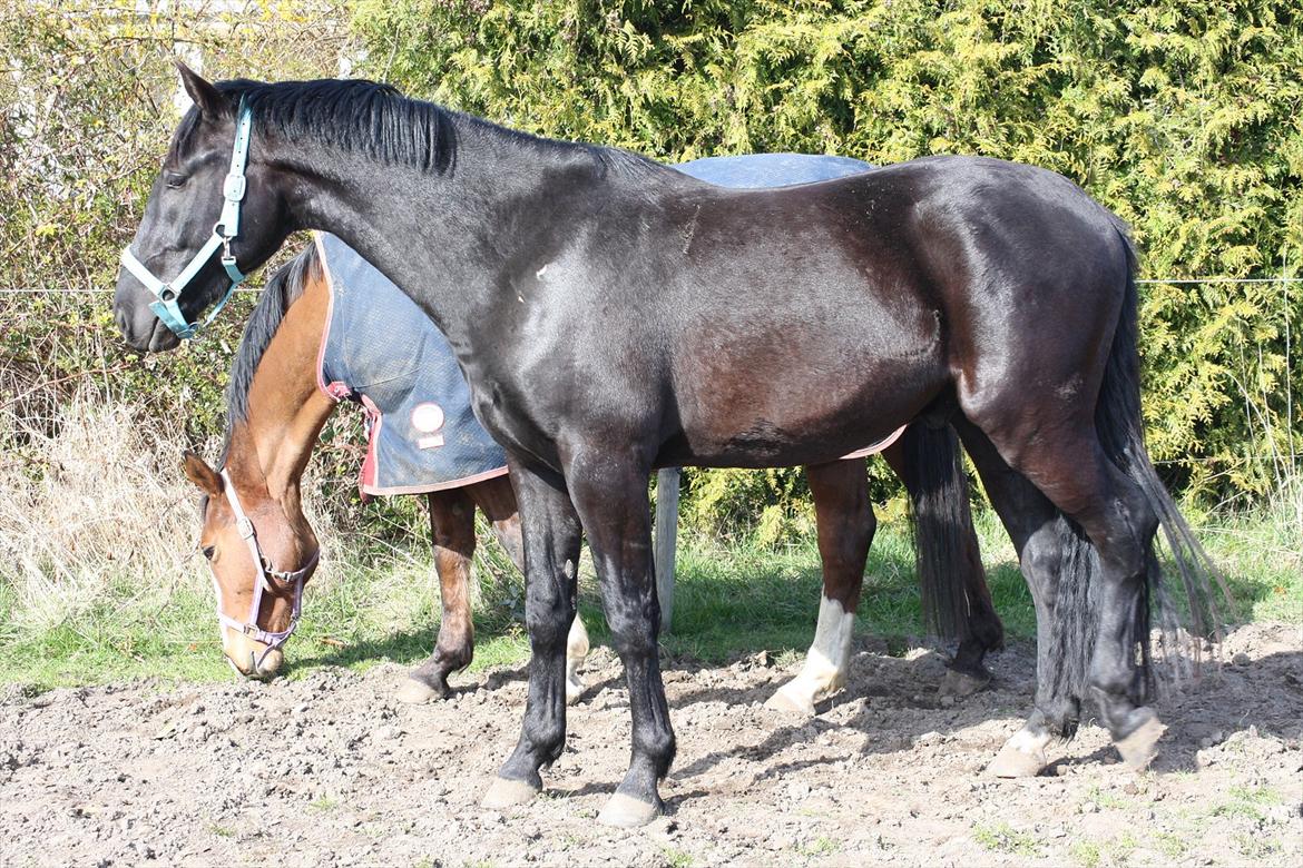 Anden særlig race Sir Lucifer - 2 dage efter han kom hjem billede 2