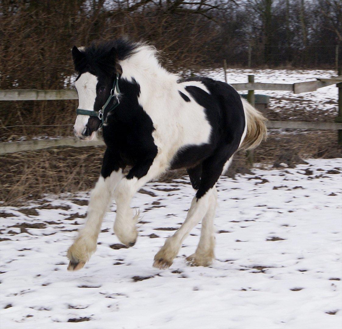 Irish Cob Spirit Of Romany Vanner billede 3