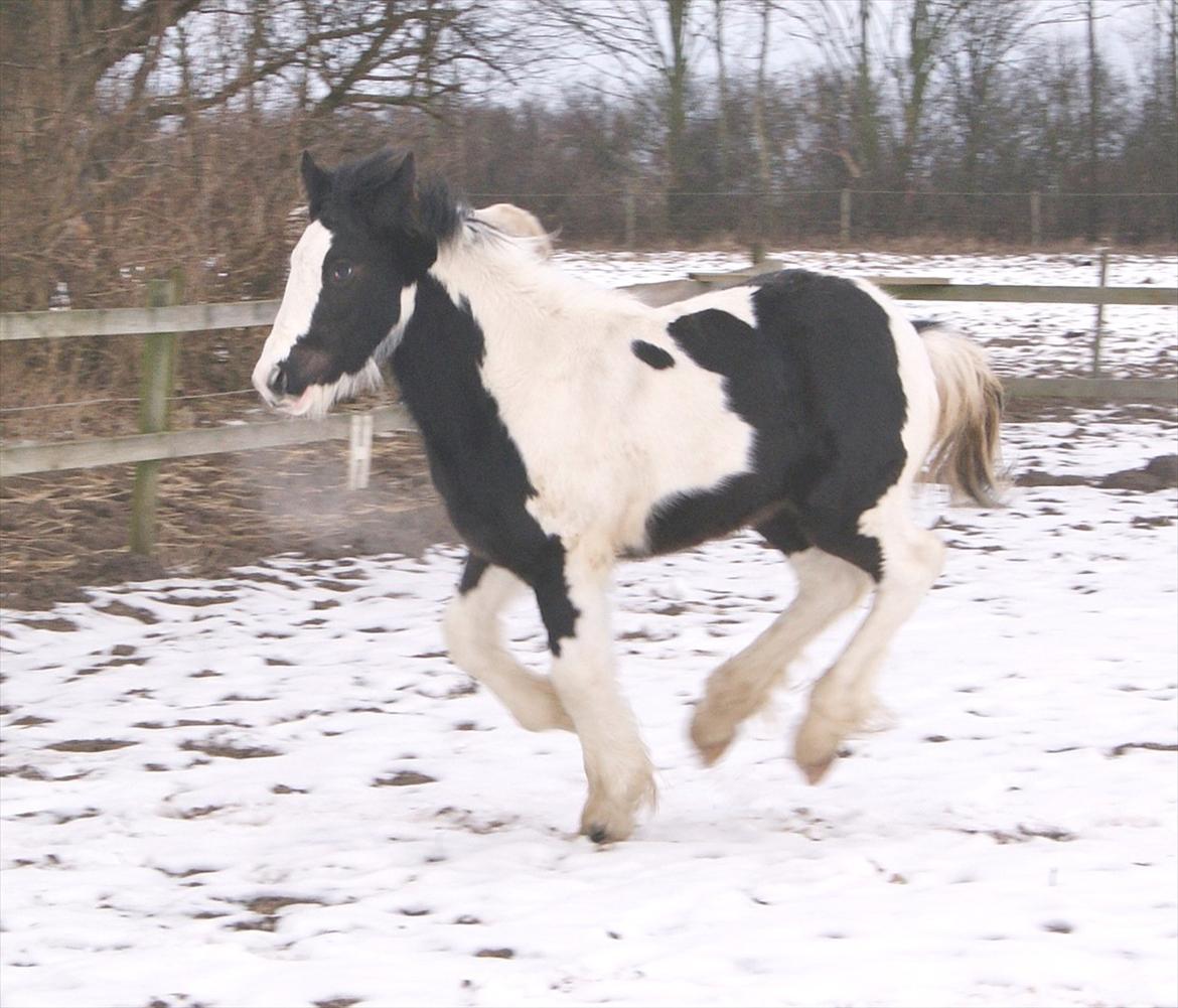 Irish Cob Spirit Of Romany Vanner billede 5