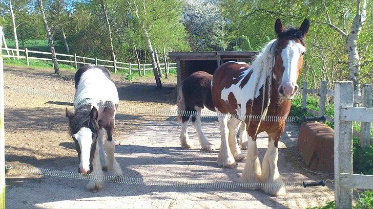 Irish Cob Spirit Of Romany Vanner billede 6