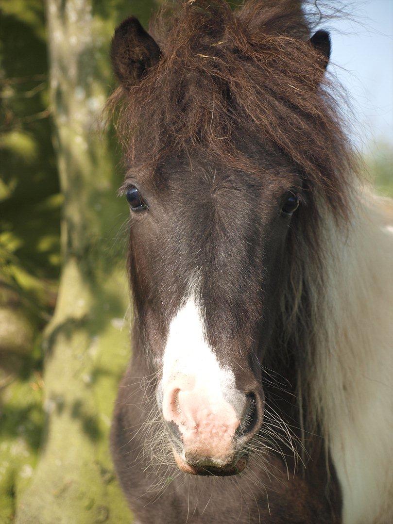 Shetlænder Nini. *Baby* - Dette billede har vundet en 10 plads ud af 40 hos Intershowhorse. Med kommentaren; "Endnu en hest med et rigtig fint lille hoved. Den ser dejlig rolig ud med sin finde hvide snip på mulen." billede 10