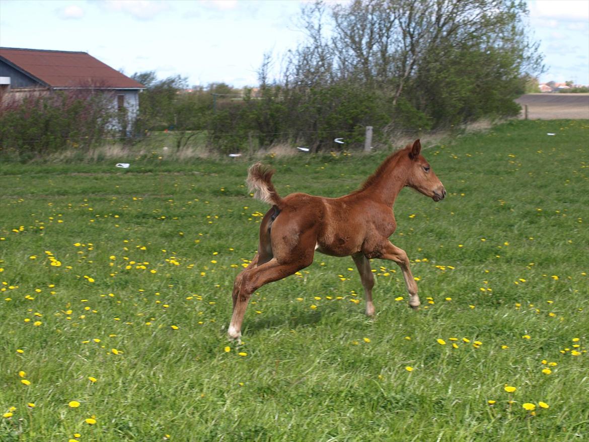 Knabstrupper Alaiiah Korsholm billede 8