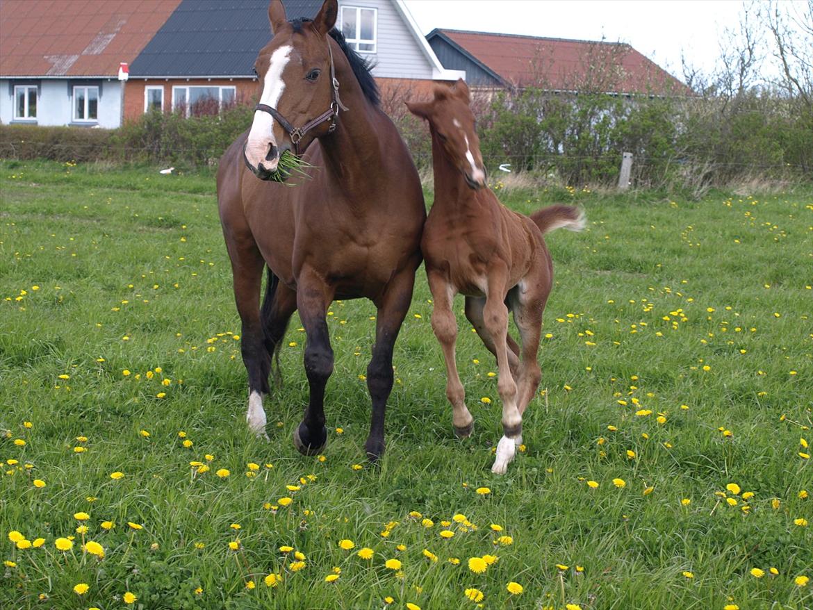 Knabstrupper Alaiiah Korsholm billede 9