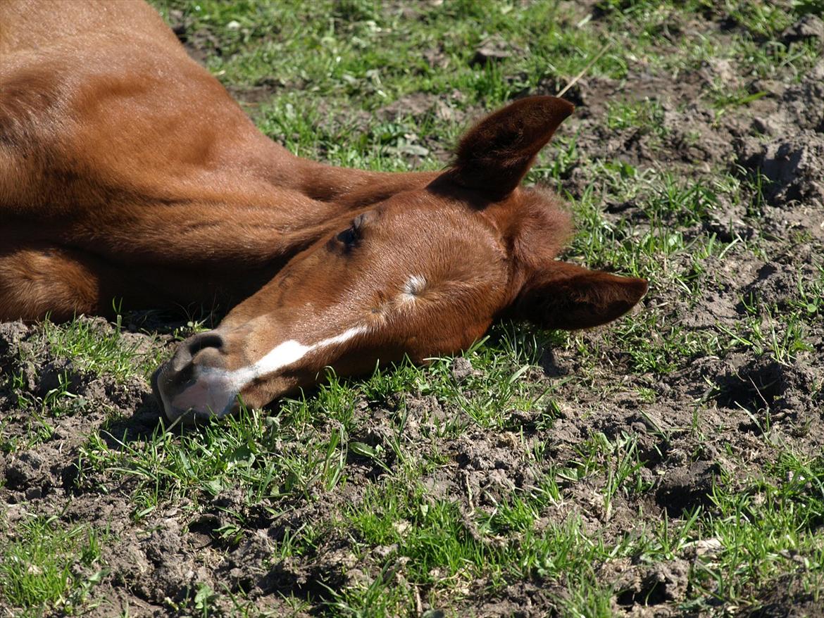 Knabstrupper Alaiiah Korsholm billede 10