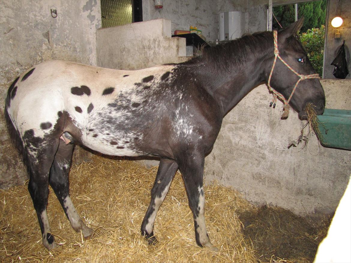 Knabstrupper svadilfare - Aller, aller første gang nogensinde i en boks ... han er opvokset i løsdrift  :-) billede 8