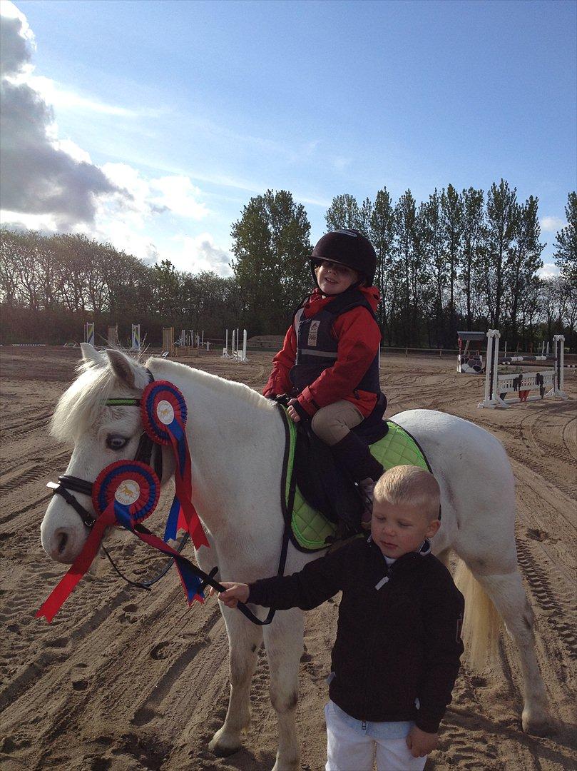 Welsh Mountain (sec A) Gribsvads Upser (208333WE00088) billede 9