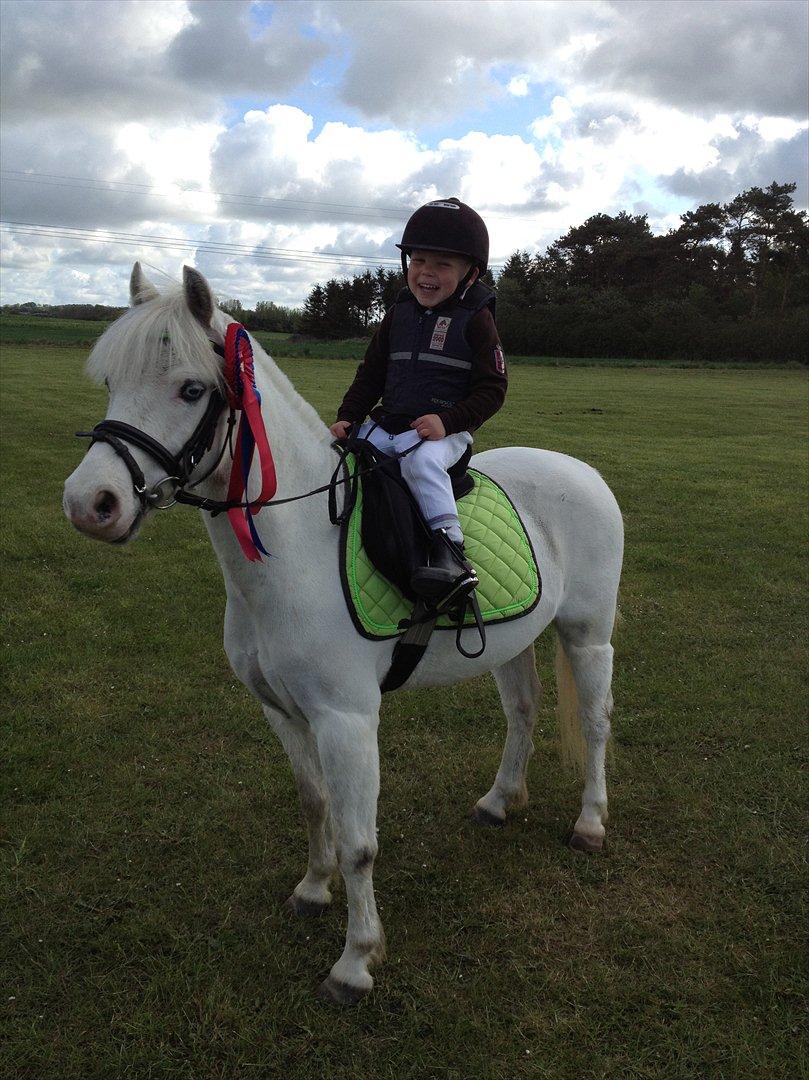 Welsh Mountain (sec A) Gribsvads Upser (208333WE00088) billede 1