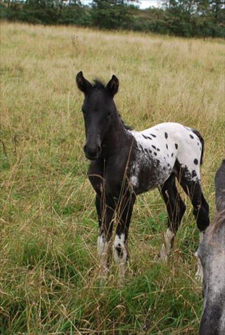 Knabstrupper svadilfare - Svadilfare som føl hos opdrætter billede 9