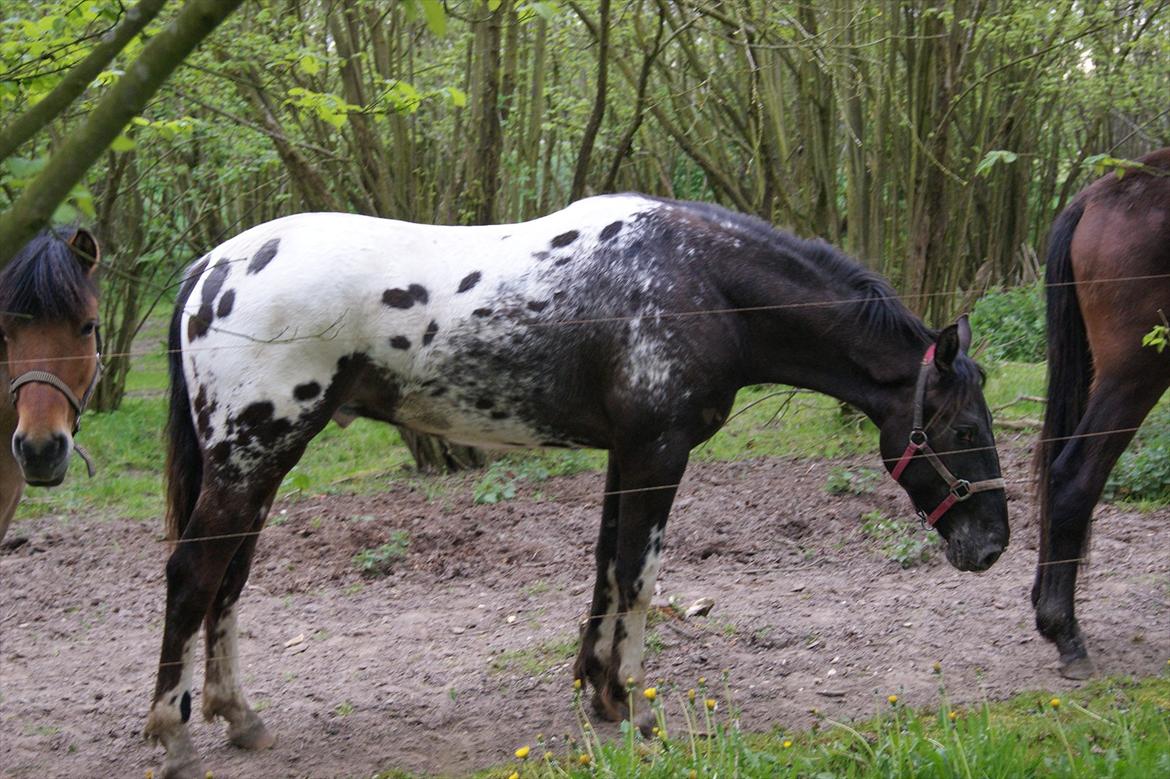 Knabstrupper svadilfare - Svadilfare på folden 5.maj 2012 billede 5