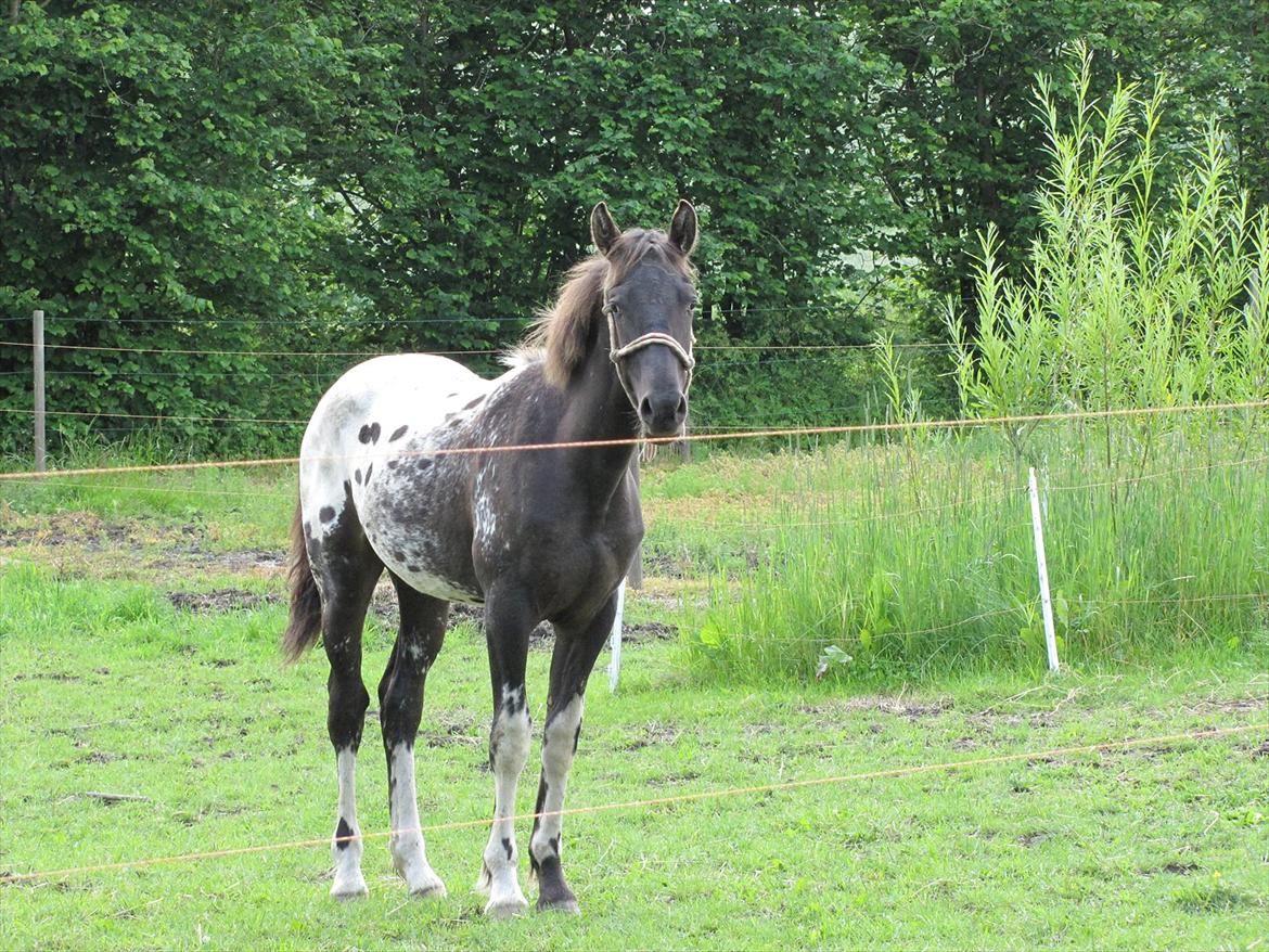 Knabstrupper svadilfare - Svadilfare 10 md gammel billede 6