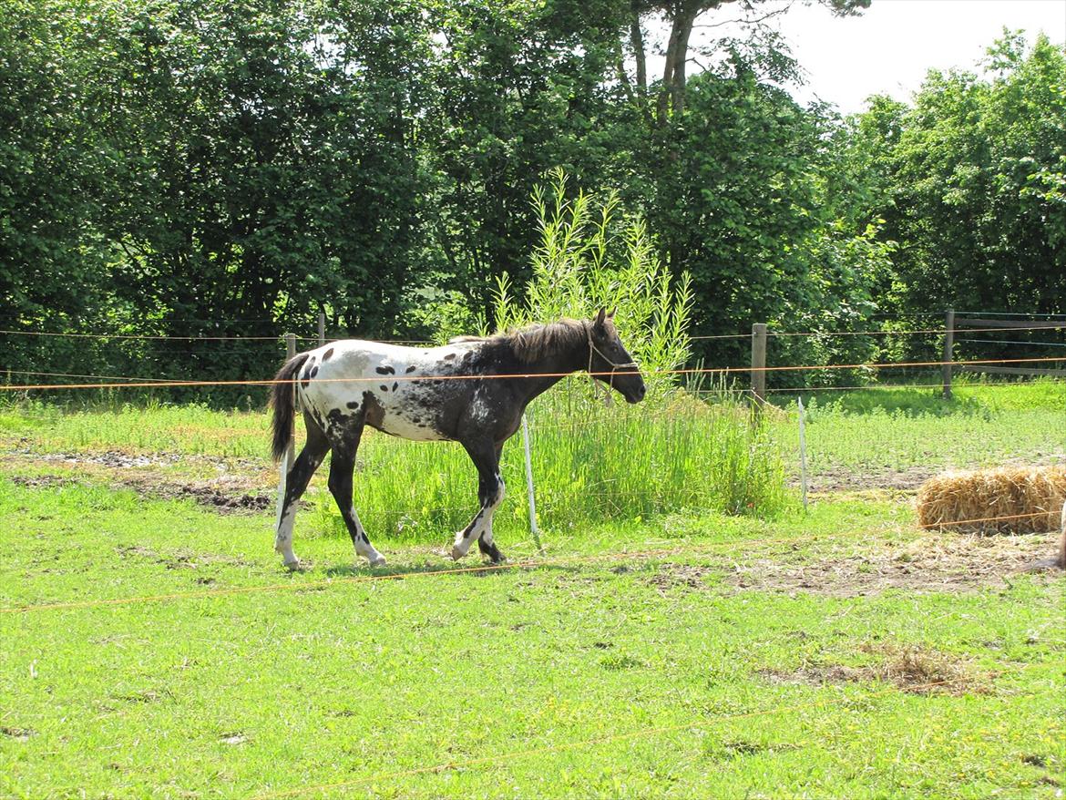 Knabstrupper svadilfare - Svadilfare 10 md gammel billede 7