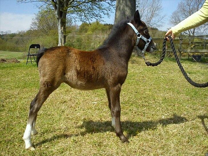 Welsh Mountain (sec A) Padesølund's  Appel Jack   SOLGT - d.8.5.12 billede 8