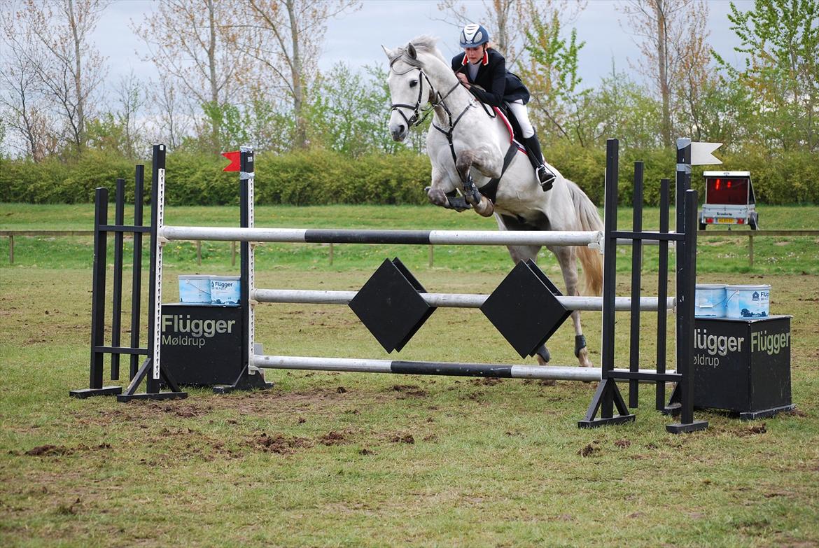 Holstener Unicorn choise - Ikast maj 2012 - FOTO: ET billede 2