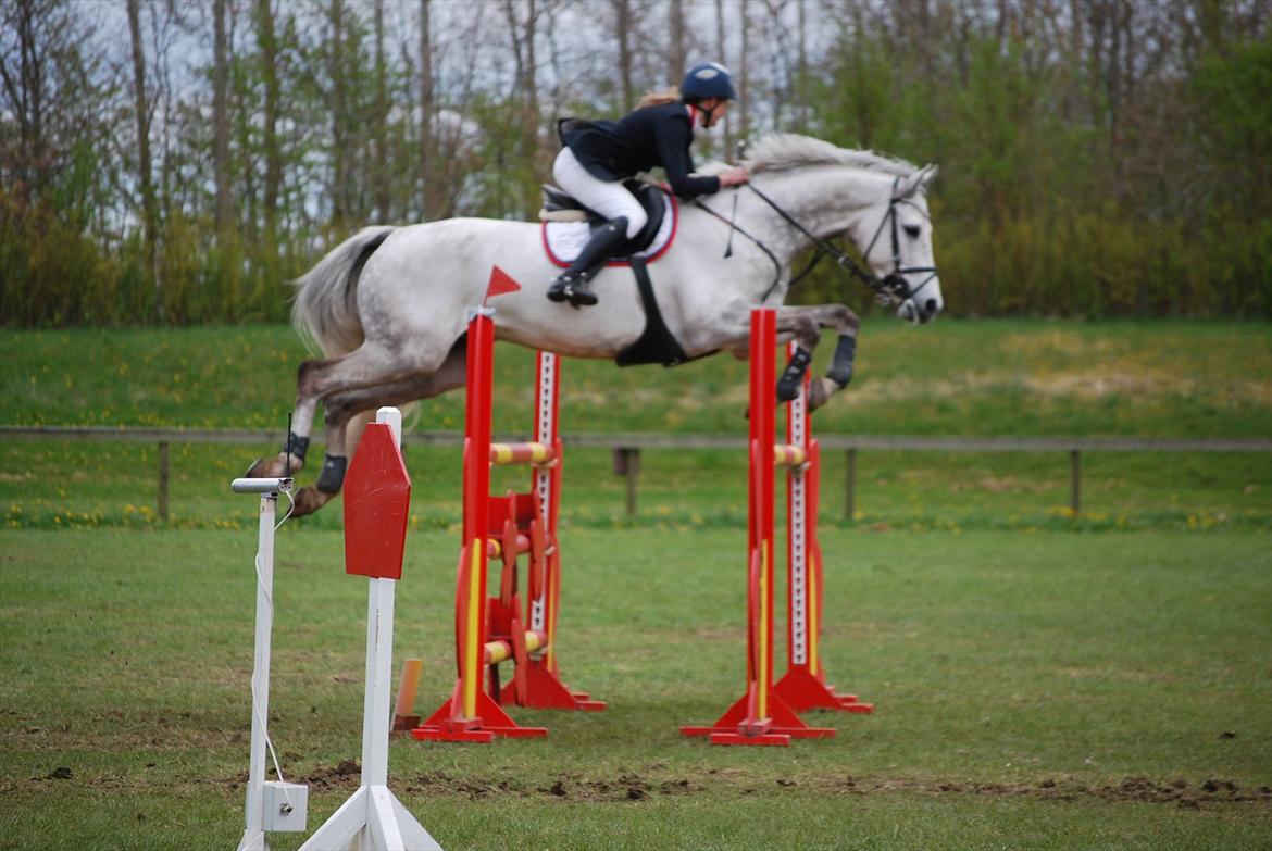 Holstener Unicorn choise - Ikast maj 2012 - FOTO: ET billede 23