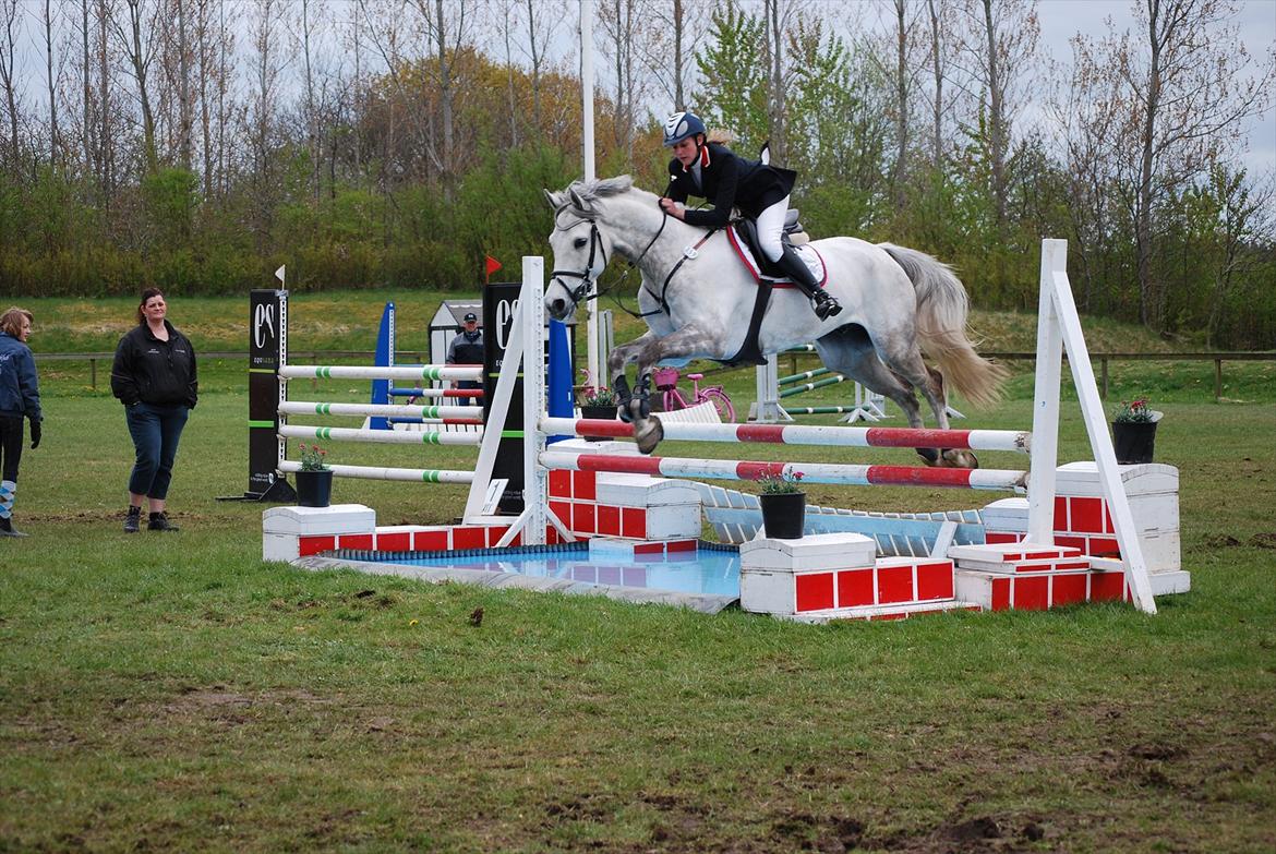 Holstener Unicorn choise - Ikast maj 2012 - FOTO: ET billede 13