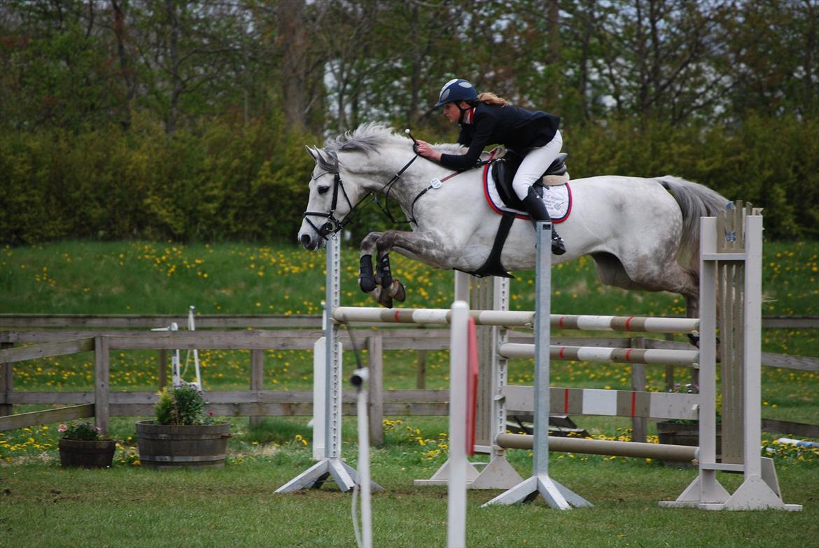 Holstener Unicorn choise - Ikast maj 2012 - FOTO: ET billede 10