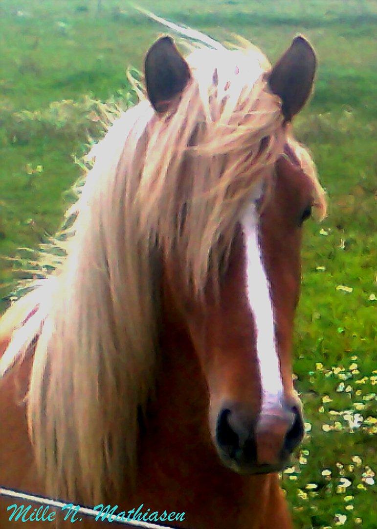 Islænder Pengil *Bassen* [Tilrider] - Jeg elsker at løbe run og have det sjovt og få min man til at flagre billede 2