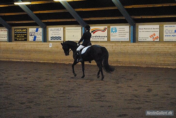 Hannoveraner Grinta Alfarvad Z - Første stævne:$ billede 10