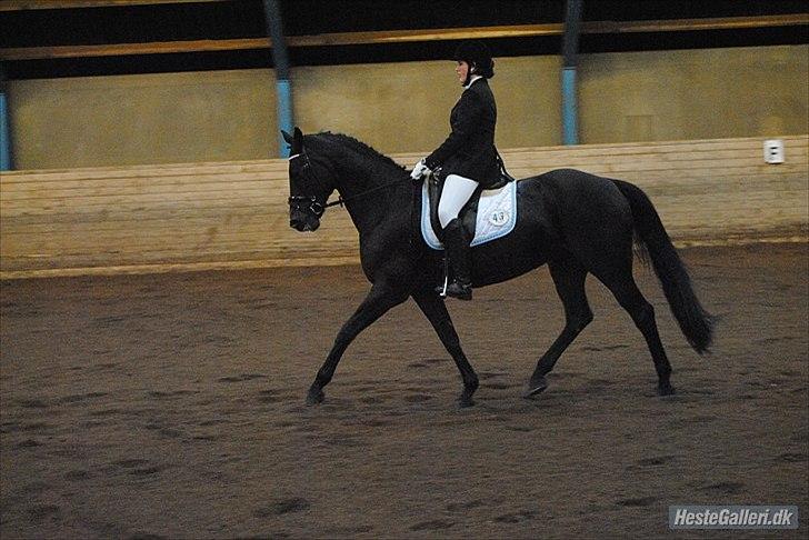 Hannoveraner Grinta Alfarvad Z - min nye stjerne<3 billede 3