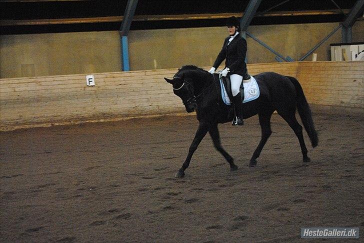 Hannoveraner Grinta Alfarvad Z - Første stævne <3 billede 16