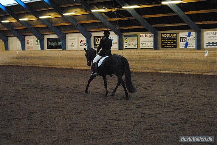 Hannoveraner Grinta Alfarvad Z - Vores første stævne:-) billede 14