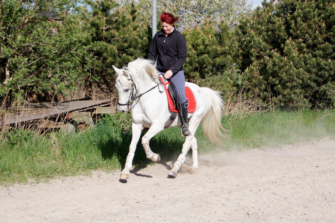 Hollandsk Sportspony Greyhound <3<3  billede 4