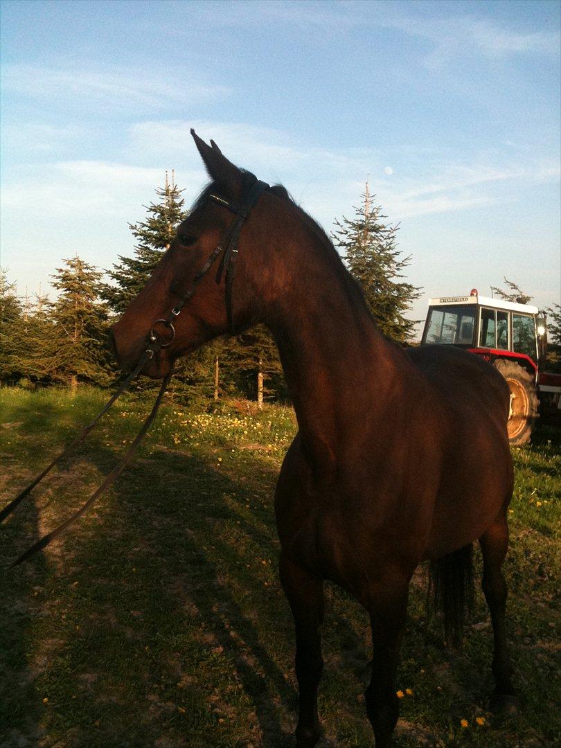 Traver Mybony Hackstable (Mille) solgt <3 - Velkommen til Mille´s profil <3 billede 1